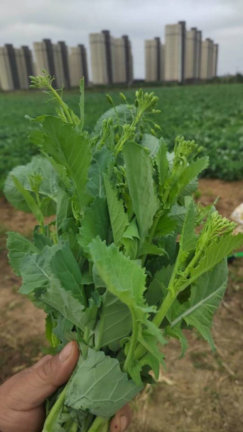 狮山油菜苔产地直发量大质优可视频看货