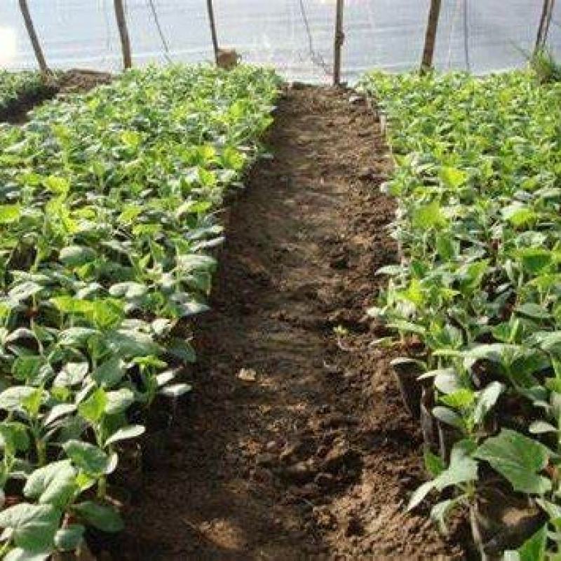 精品推荐【黄瓜苗】越冬一大茬黄瓜苗品类齐全成活率高