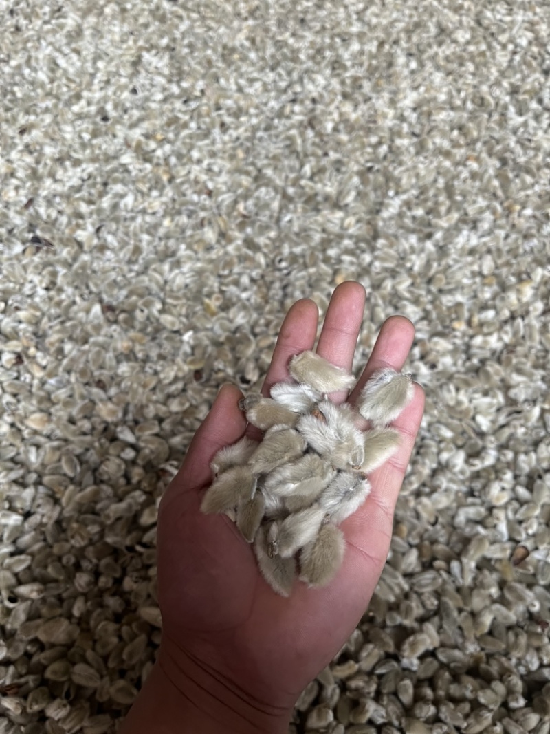 河南南召辛夷花