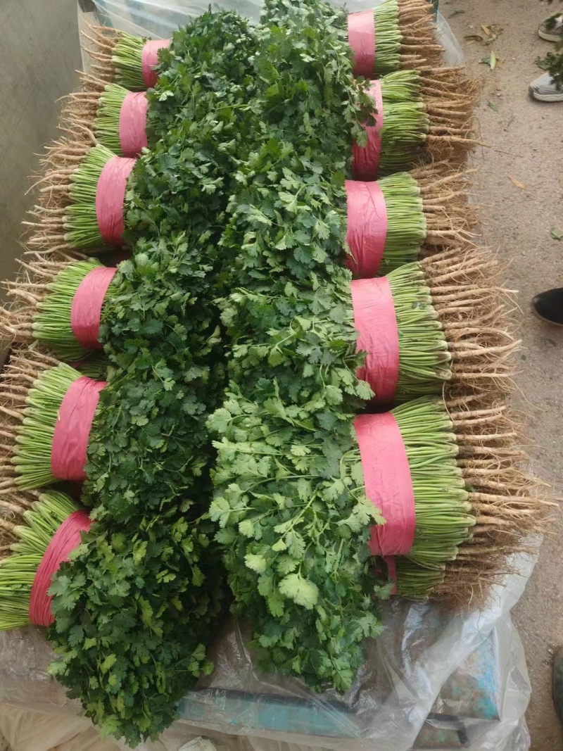 聊城铁杆青香菜，社区团购，电商平台，按需包装，一手货源！