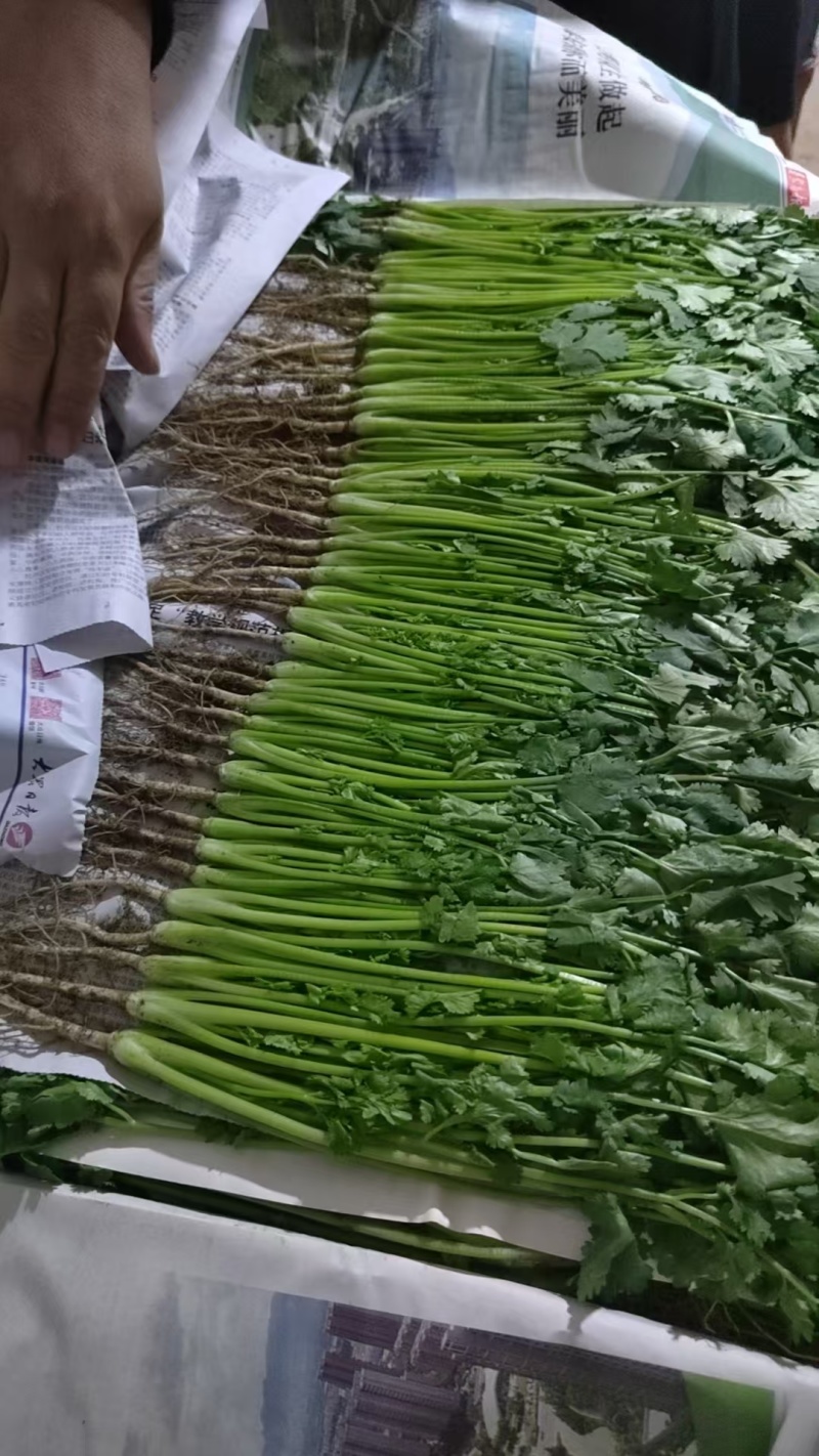 聊城铁杆青香菜，社区团购，电商平台，按需包装，一手货源！