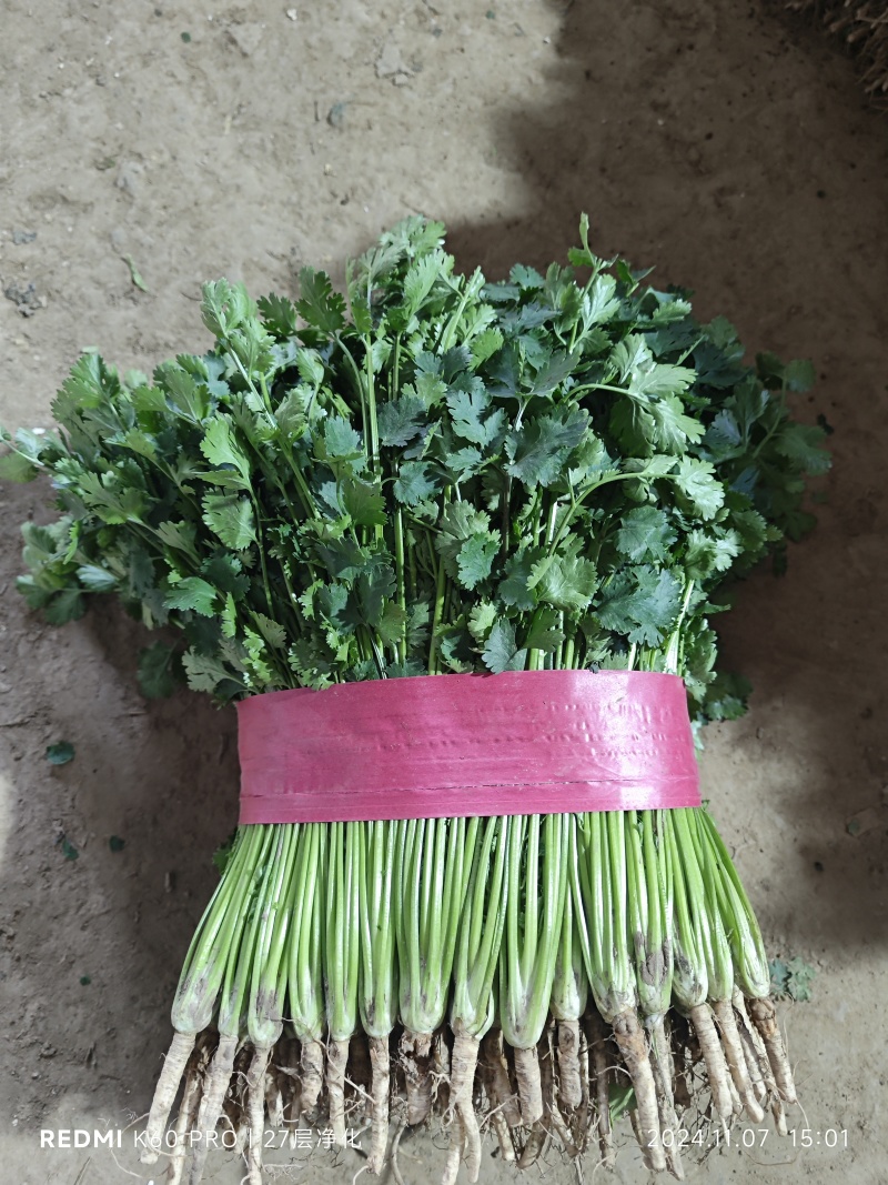 聊城铁杆青香菜，社区团购，电商平台，按需包装，一手货源！