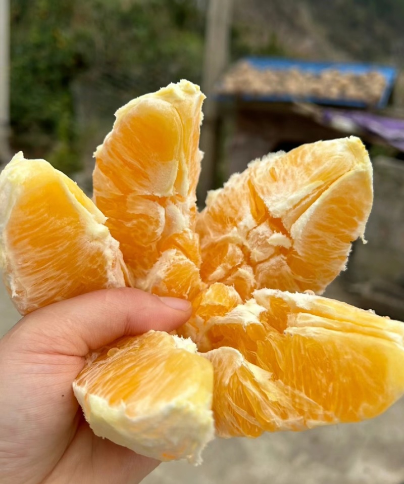（热卖）秭归脐橙，纽荷尔，长虹脐橙，农商对接一手货源