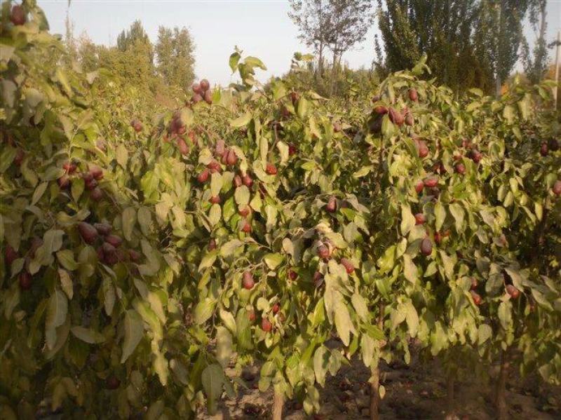 大枣产地货源量大质优品质优价格低可视频看货