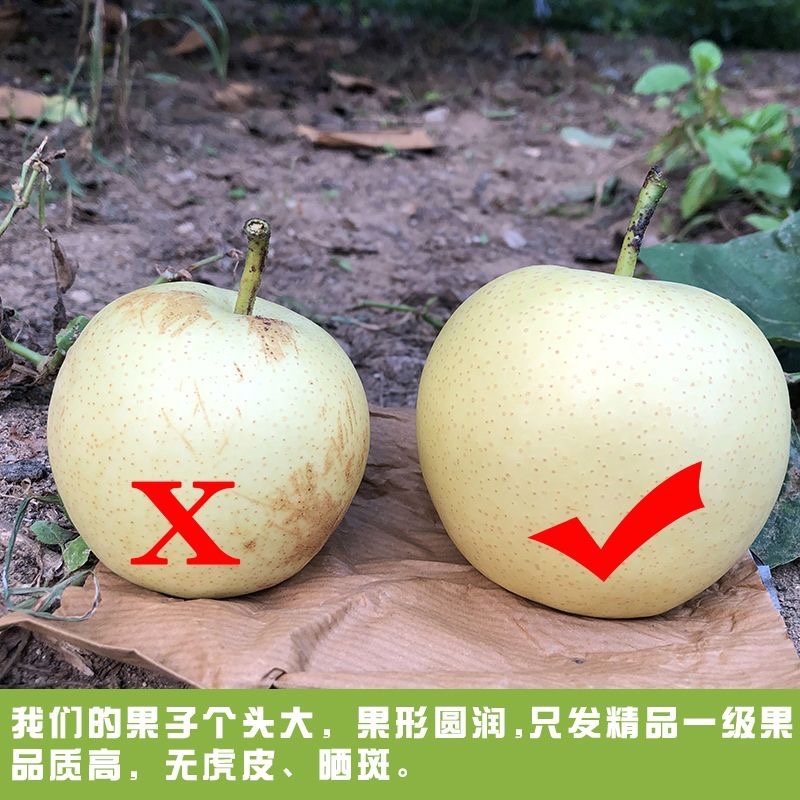 【实力供应】皇冠梨产地直发一条龙服务皮薄多汁对接批发市场