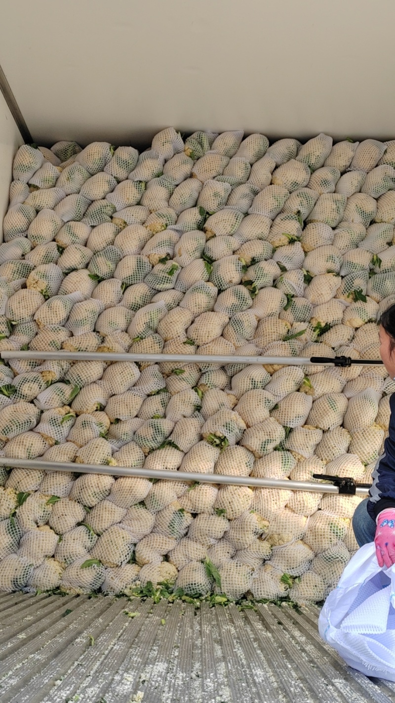 松花菜【菜花】全国代发，保证质量欢迎客商前来采购！