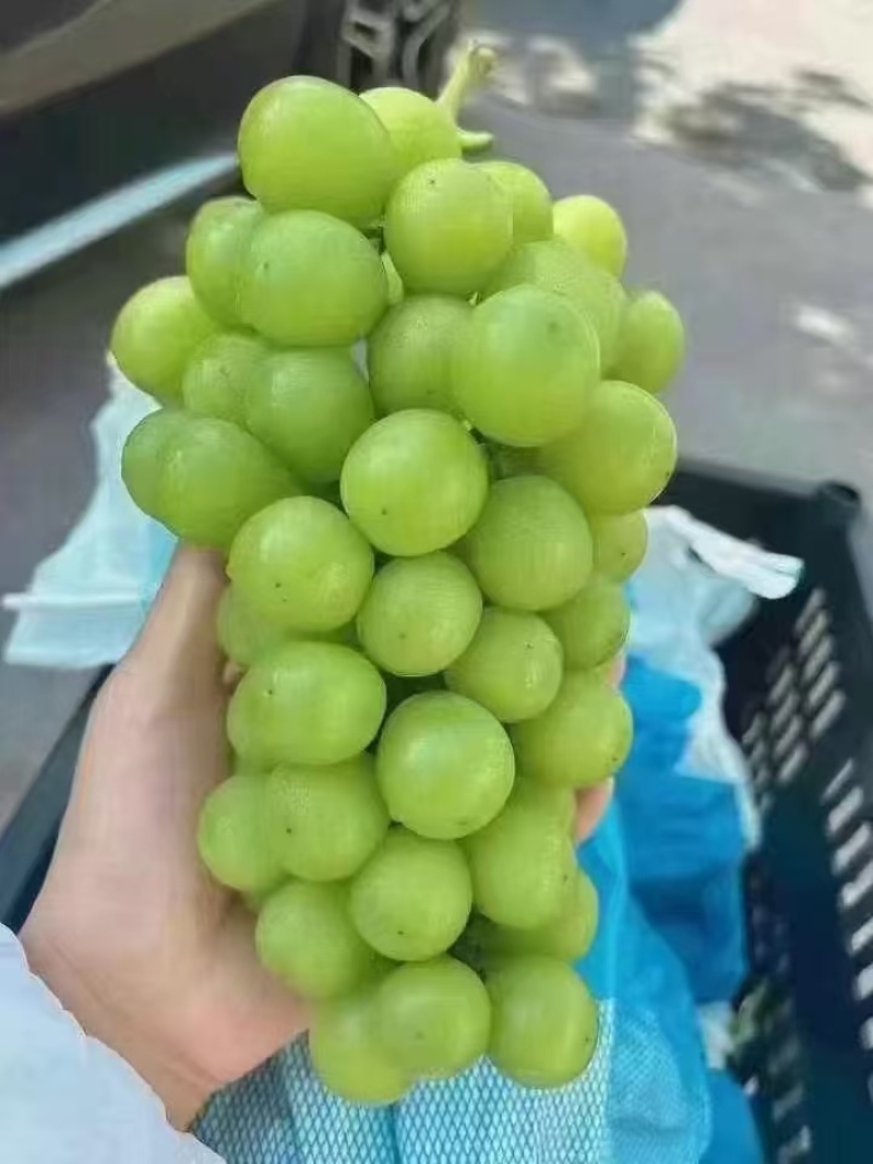 阳光玫瑰