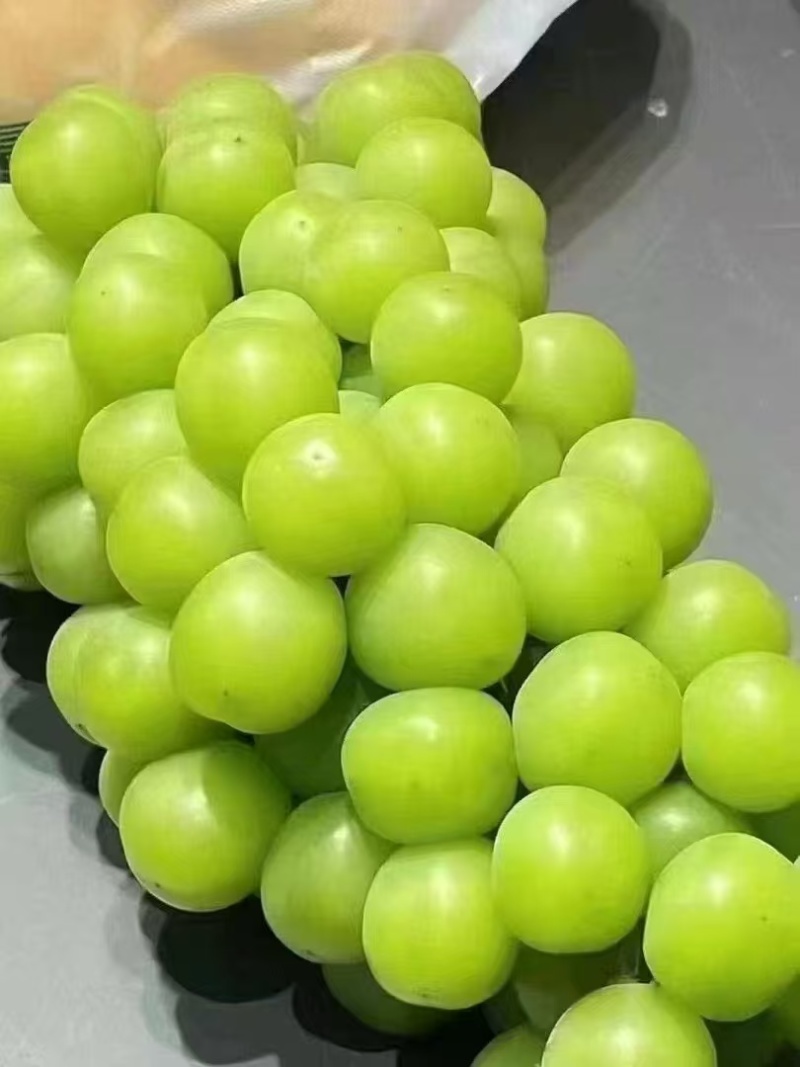 阳光玫瑰