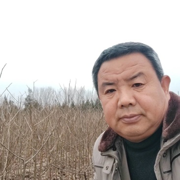 一年生黑枣苗柿子苗砧木软枣苗君迁子苗
