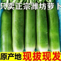 水果萝卜甜脆水果型潍坊萝卜正宗新鲜生吃青凤梨潍县冰淇淋萝