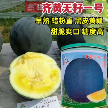 黄心齐黄无籽一号西瓜种子黄瓤种子黑皮无籽西瓜种籽高产早熟
