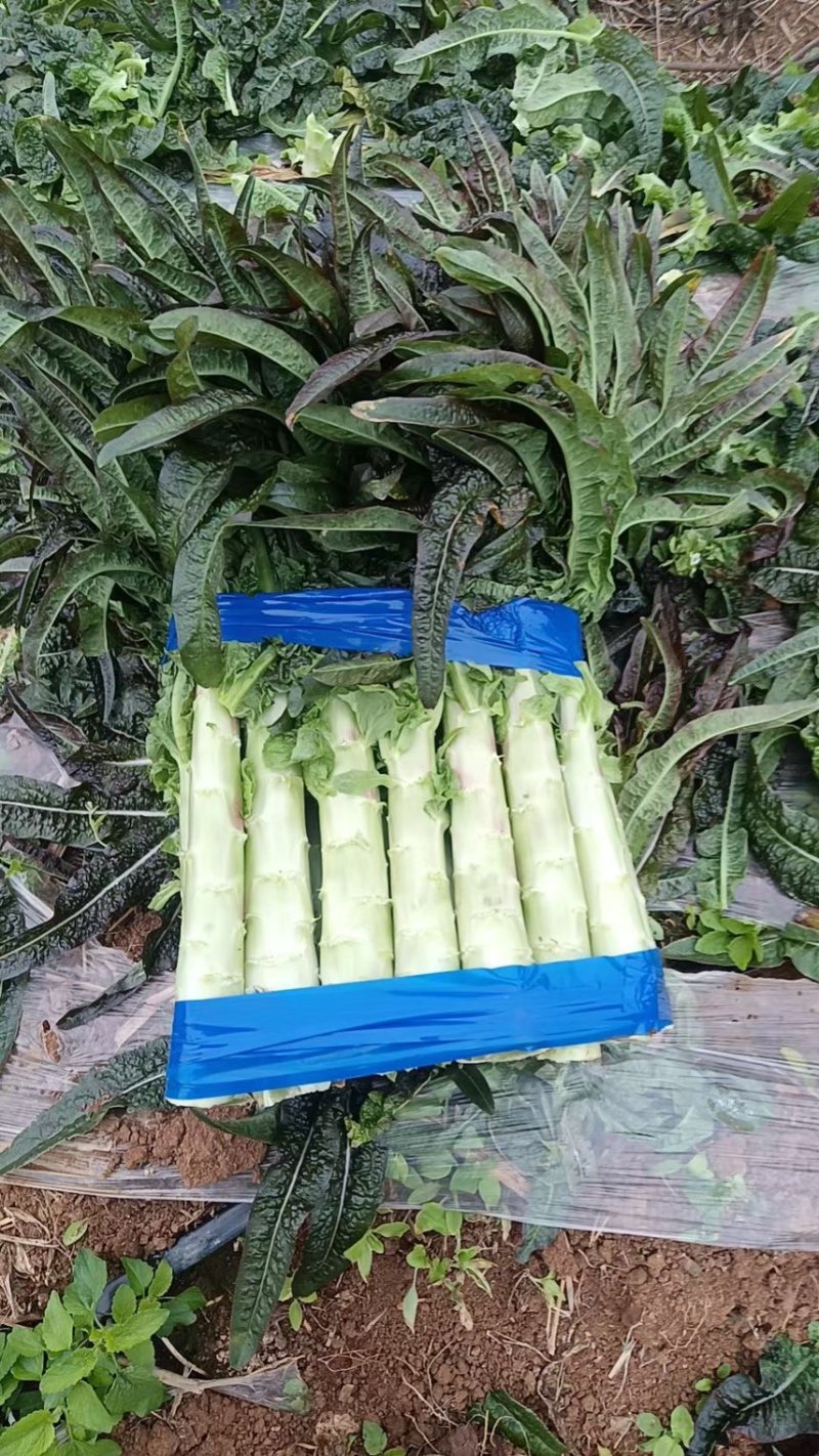 湖南广西莴笋