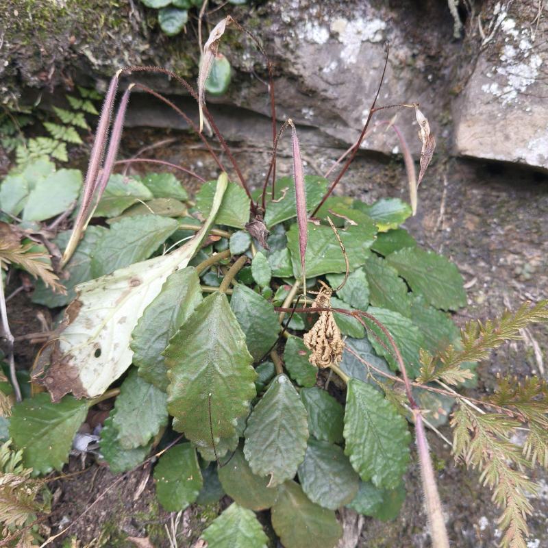 贵州深山野生光叶苣苔，革叶粗筒苣苔《壮骨良草》