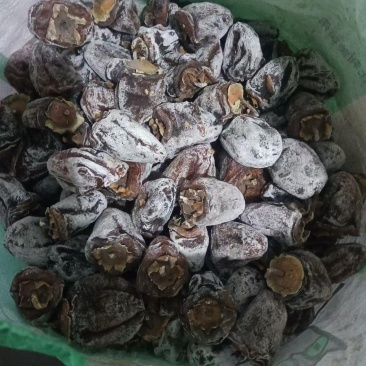 传统老树柿饼