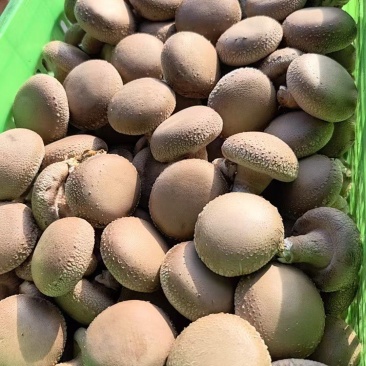 河北香菇大量有货产地直供一手货源品质保证诚信经营