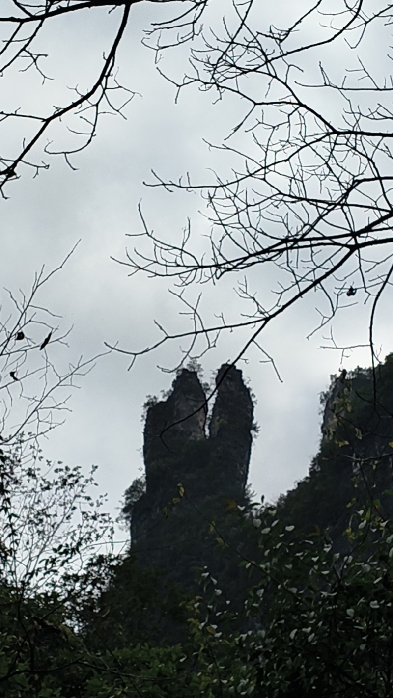 贵州深山野生光叶苣苔，革叶粗筒苣苔《壮骨良草》