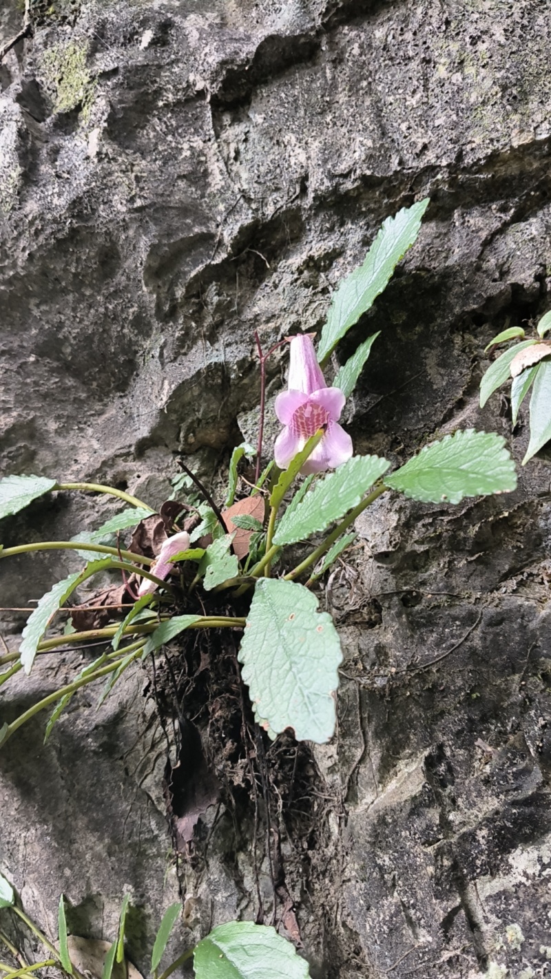 贵州深山野生光叶苣苔，革叶粗筒苣苔《壮骨良草》