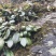 贵州深山野生光叶苣苔，革叶粗筒苣苔《壮骨良草》