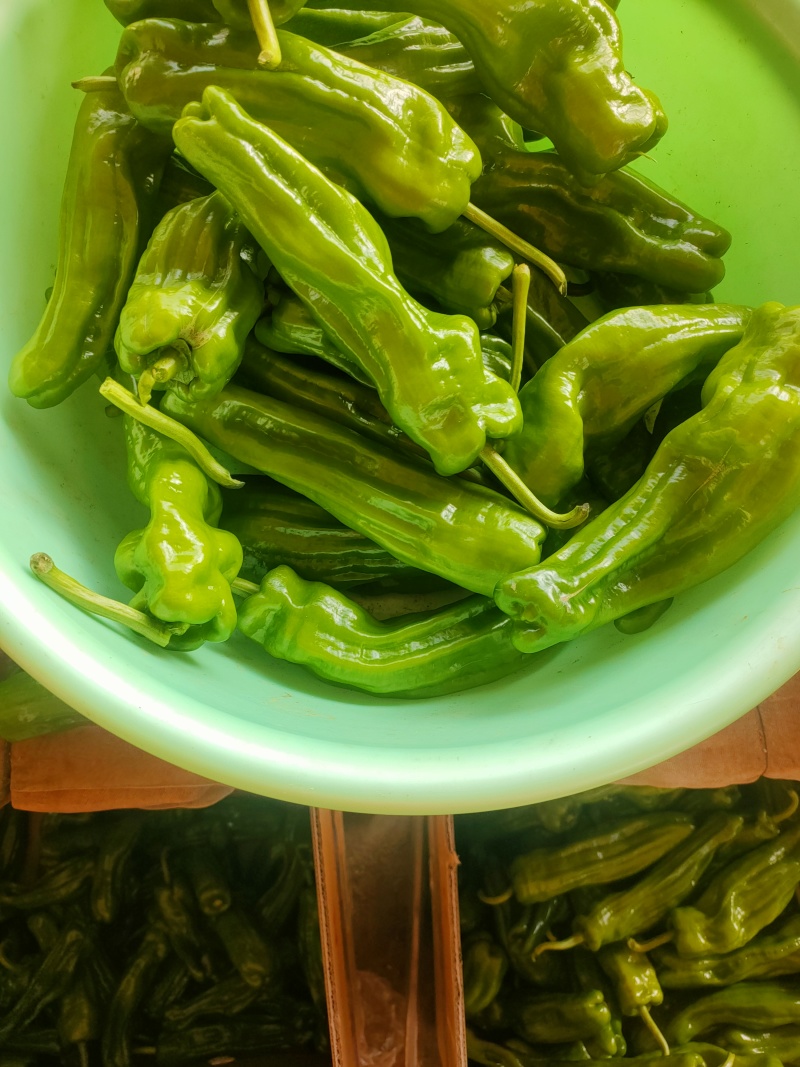 芜湖椒苏椒砀椒，龚垒代收货电商货对接各大平台，万亩大棚基