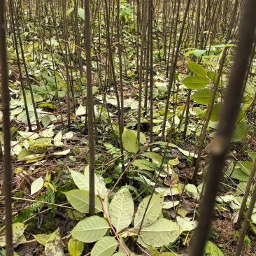 厚皮川黄柏种苗