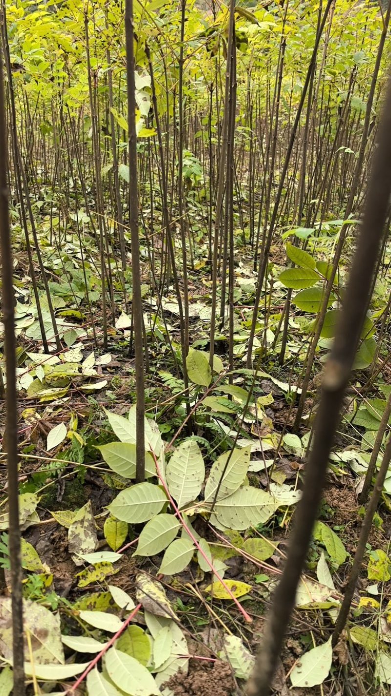 厚皮川黄柏种苗