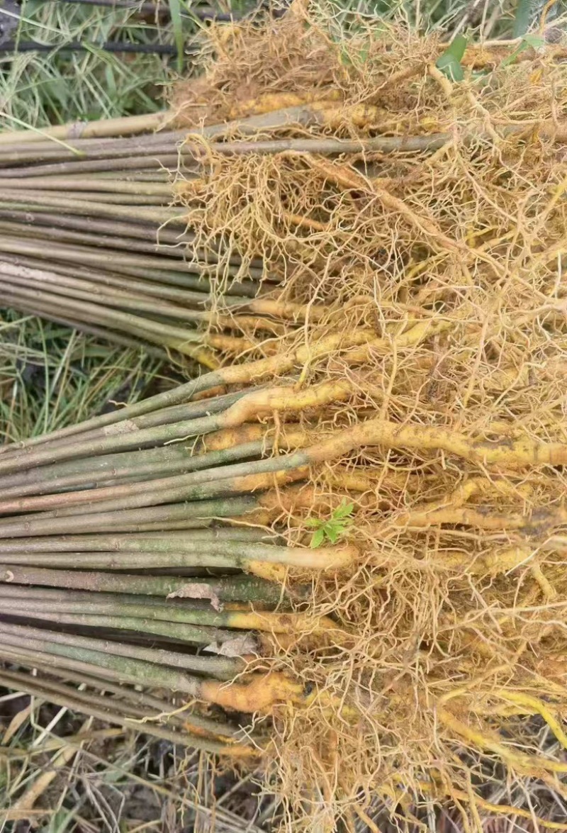 厚皮川黄柏种苗
