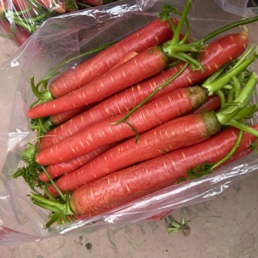 湖北荆州特产本地水果胡萝卜🥕