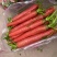 湖北荆州特产本地水果胡萝卜🥕