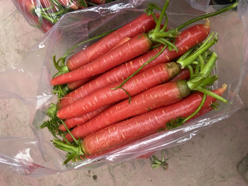 湖北荆州特产本地水果胡萝卜🥕