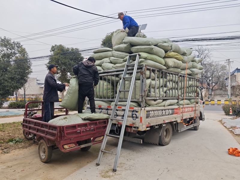 青桑叶大量供应，霜桑叶五十多吨