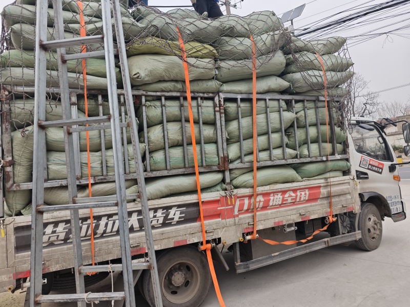 青桑叶大量供应，霜桑叶五十多吨