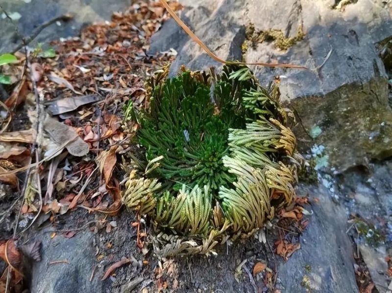 深山野生还魂草，九死一生还魂丹