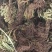 深山野生还魂草，九死一生还魂丹