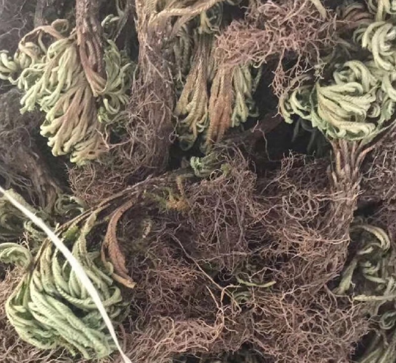 深山野生还魂草，九死一生还魂丹