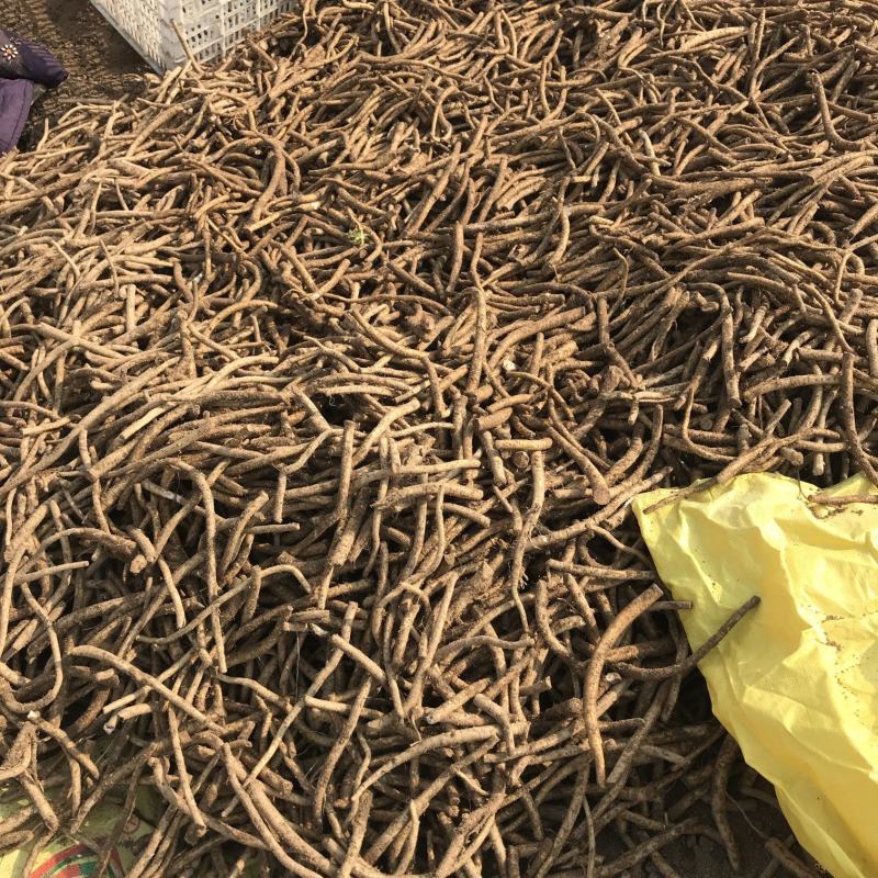 精品辣根