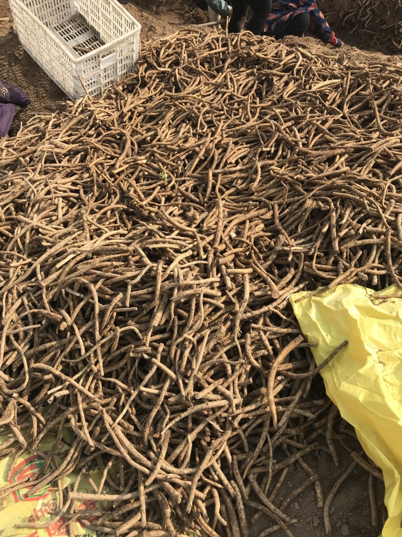 精品辣根