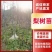 梨树苗，苗源地，山西运城，当年挂果，品种有玉露香，黄香酥
