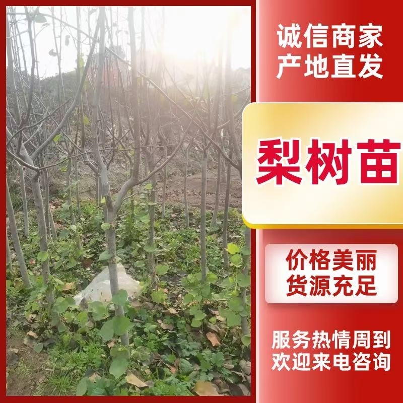 梨树苗，苗源地，山西运城，当年挂果，品种有玉露香，黄香酥
