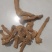 全宝山野生黄精，甜统个