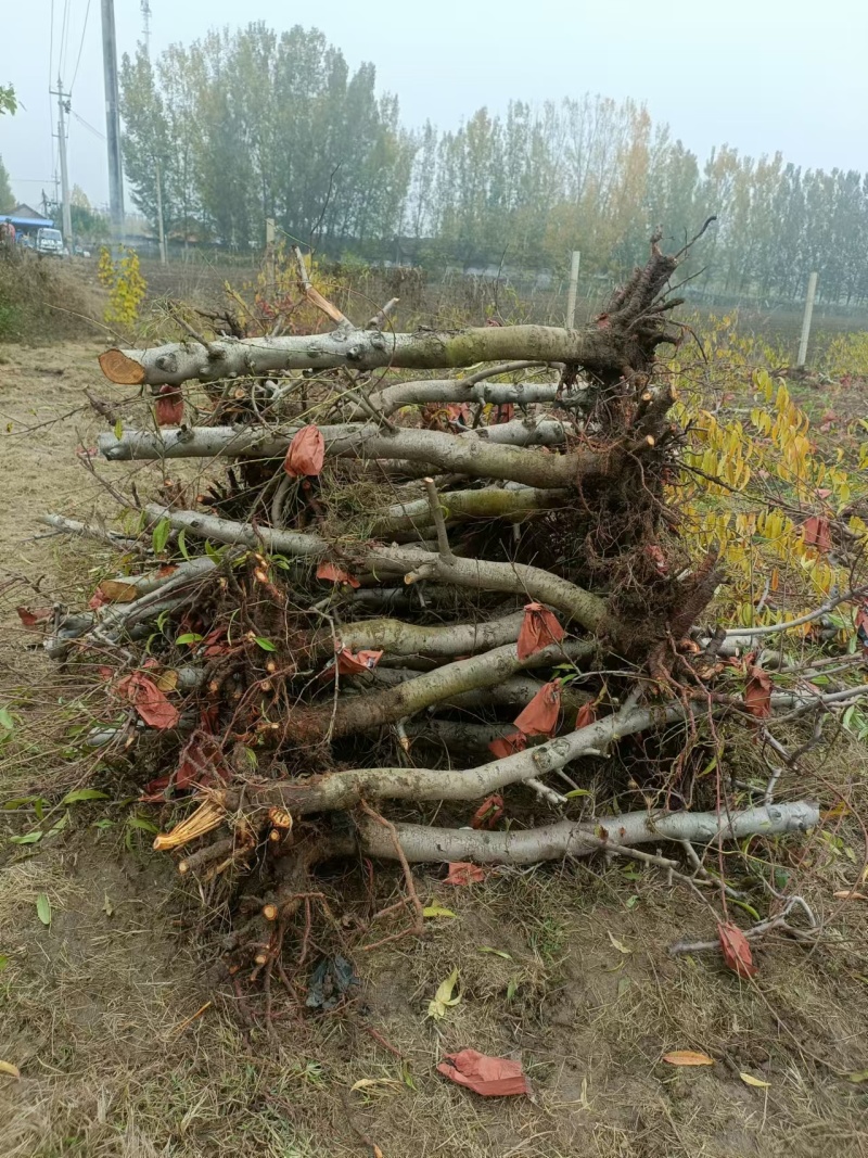 占地桃树，三到5年幼树，无病害，成活率高，当年可结果