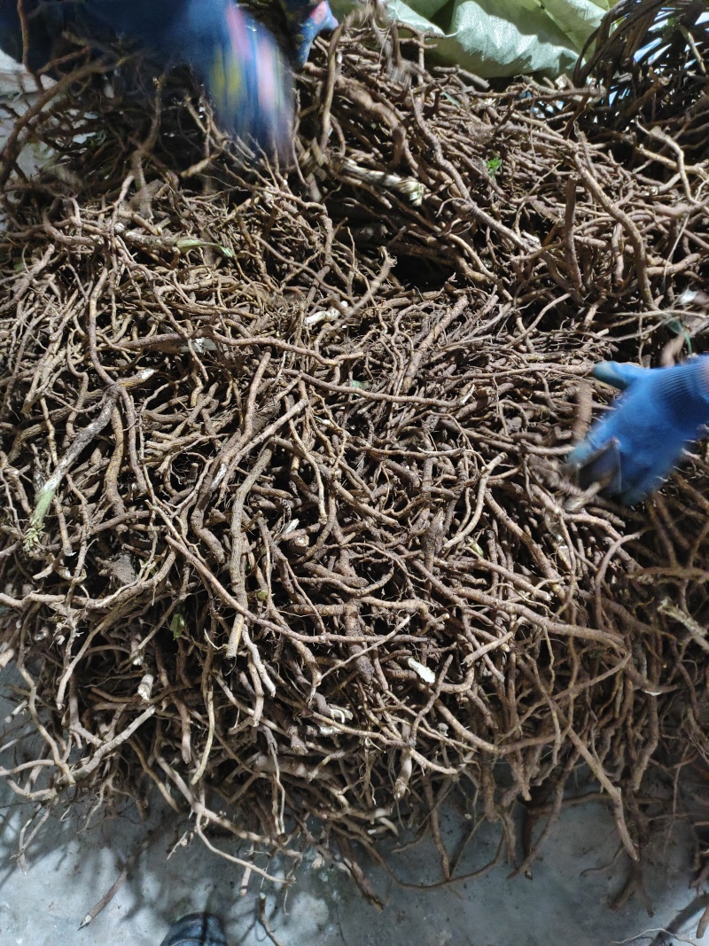 育苗用通草根，通货，全国发货，量大从优，足斤足两