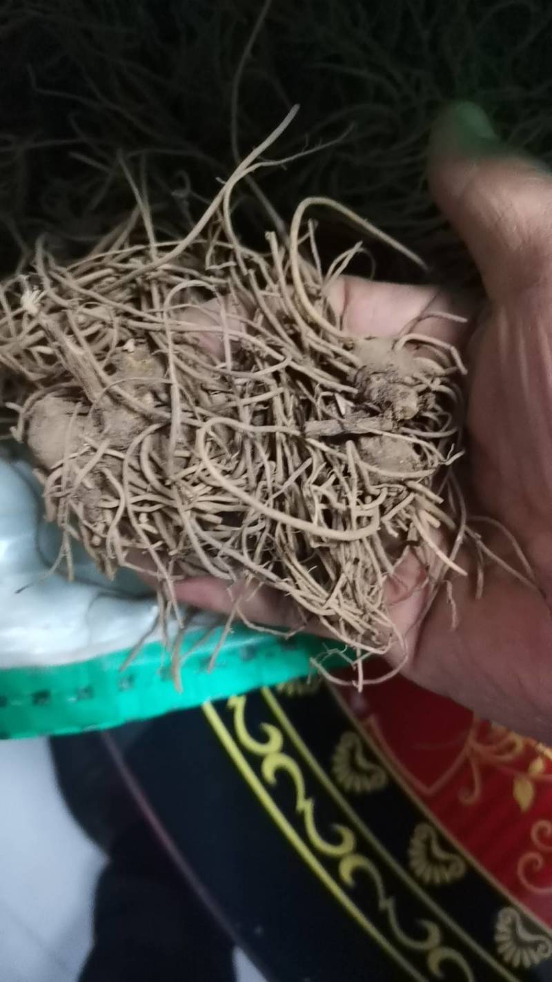 苍术苗，朱沙点苍术种苗