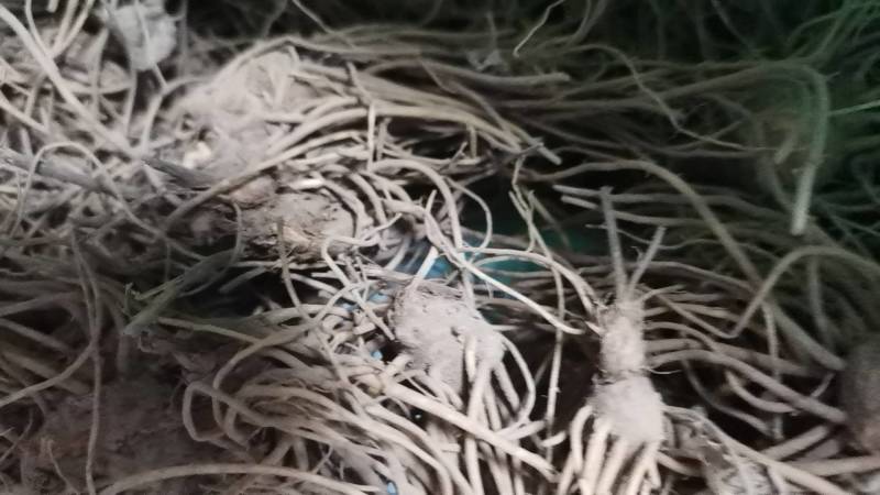 苍术苗，朱沙点苍术种苗