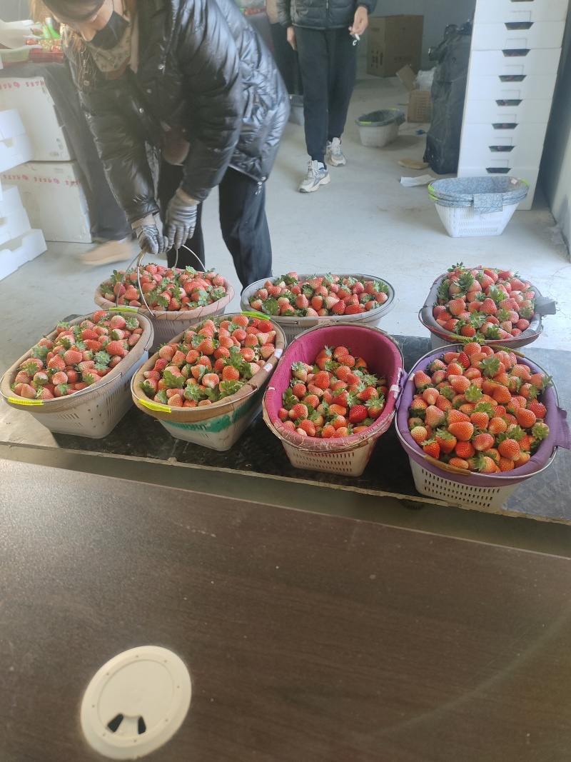 徐州宁玉草莓