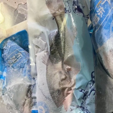 鲈鱼
