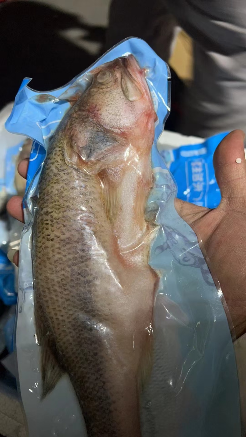 鲈鱼