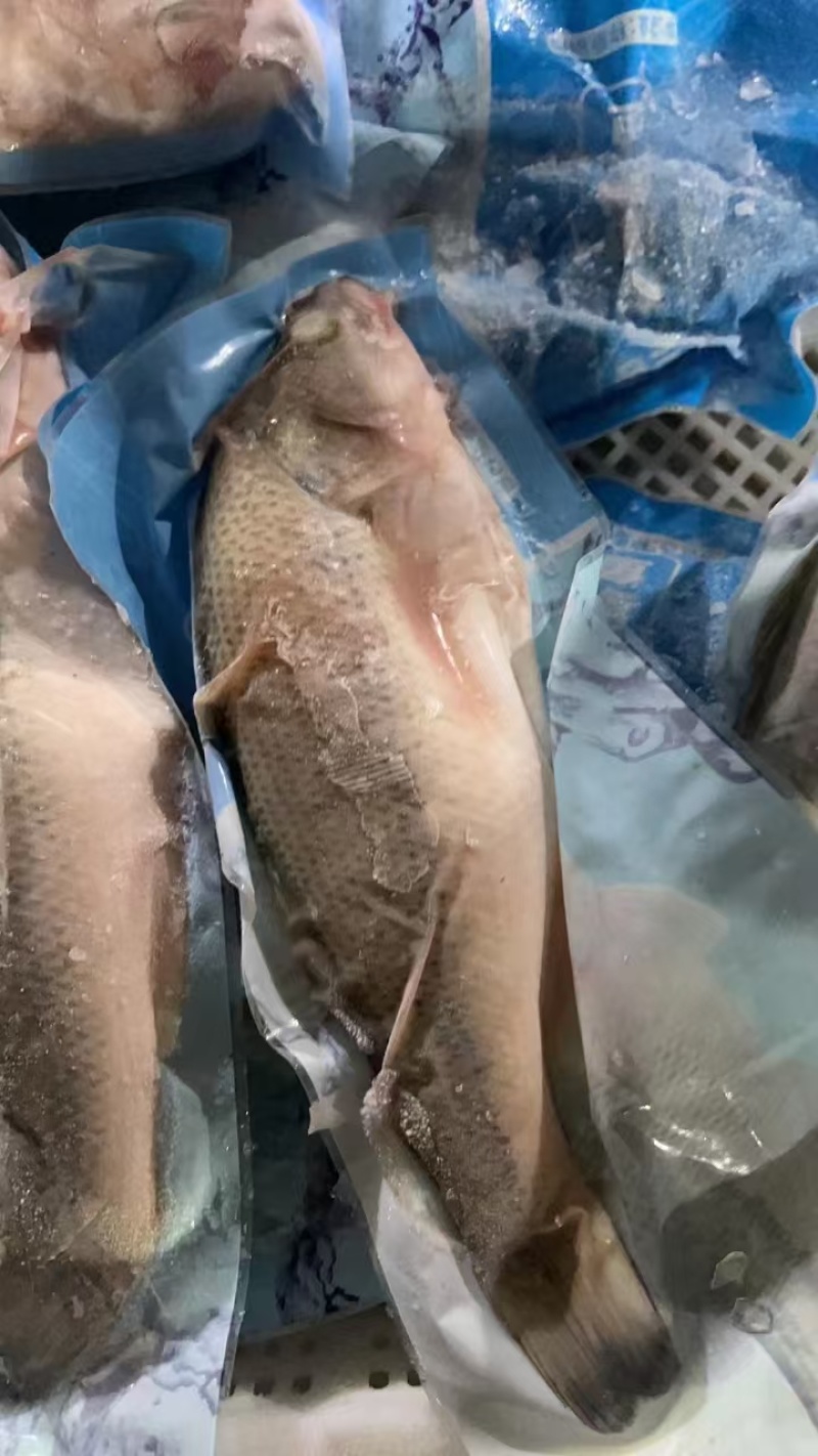 鲈鱼