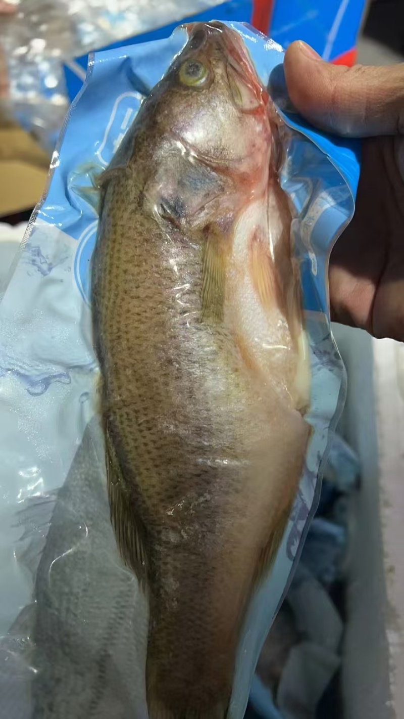 鲈鱼