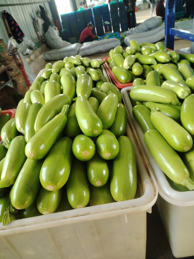 山东西葫芦精品绿皮西葫芦对接全国各大电商市场商超可代发货