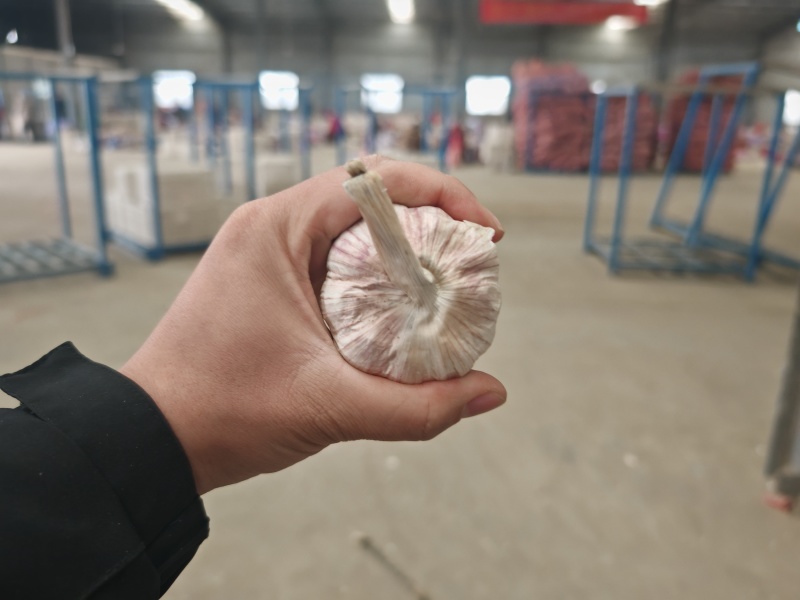 河南【紫皮大蒜】手挑精品/50—70/诚信经营/产地直发